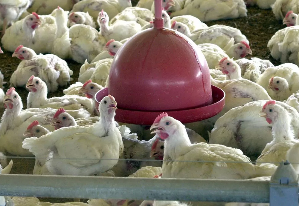 Saúde monitora primeiro caso suspeito de gripe aviária em humano