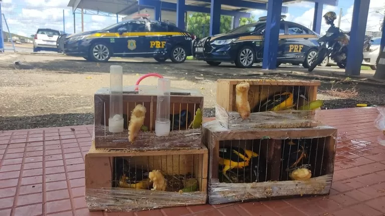 Pássaros nativos da fauna brasileira são resgatados pela PRF na BR 116 em Jequié (BA)