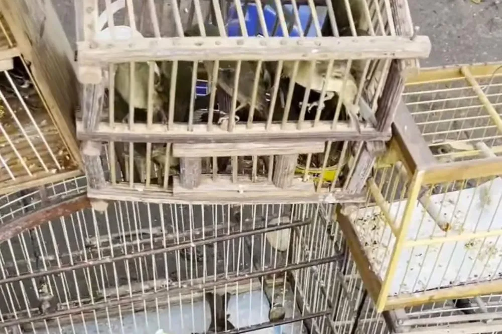 CIPPA Porto Seguro realiza operação de proteção ambiental com apreensão de armas e resgate de 161 aves silvestres em Vitória da Conquista