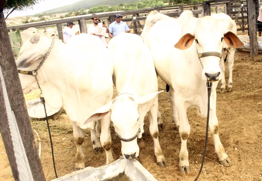 Pará confirma caso de vaca louca no interior do estado
