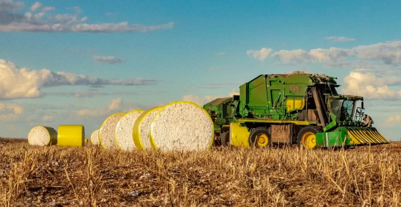 Safra 2023/24: Começa a colheita do algodão na Bahia, segundo maior estado produtor do Brasil