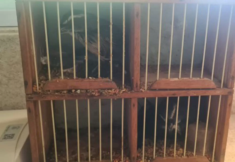 PRF resgata aves silvestres durante fiscalização a ônibus em Conquista