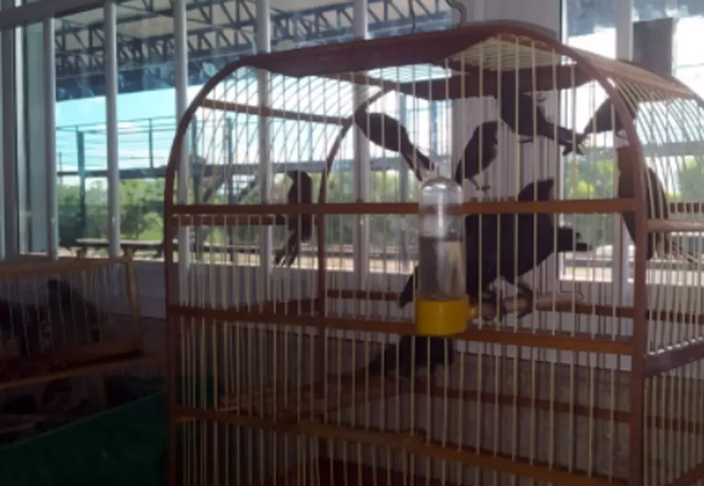 Em Conquista, PRF resgata 24 aves silvestres transportadas em um ônibus