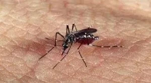 Brasil pode registrar até 4,2 milhões de casos de dengue em 2024