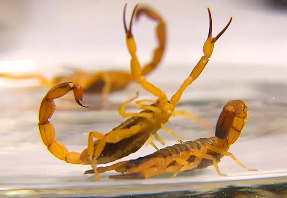 Epidemia de ataques de escorpiões preocupa a Bahia: 15 mortes registradas em 2023