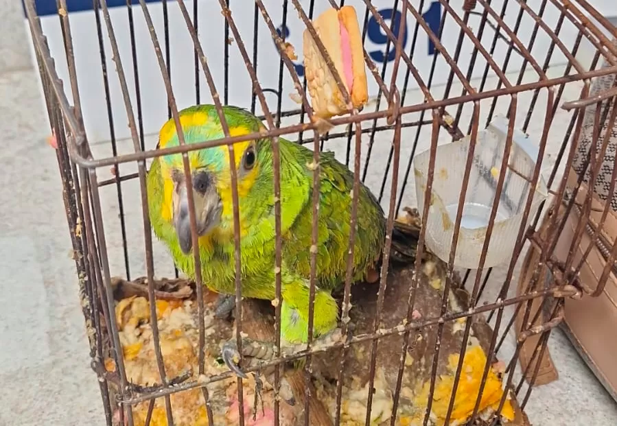 Papagaio é resgatado de situação de maus-tratos na BR 116 em Vitória da Conquista