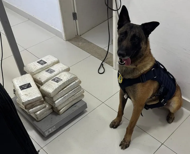 PRF e Cão Policial Apreendem Mais de 22 Kg de Drogas em Ônibus de Viagem em Vitória da Conquista