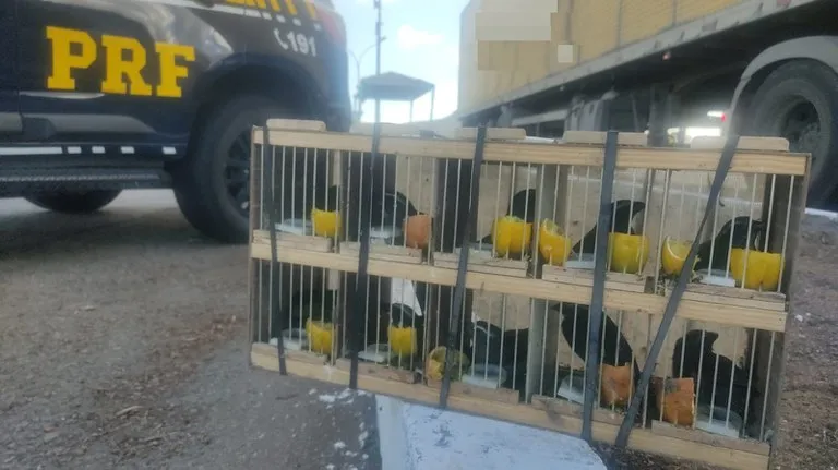 PRF resgata 60 animais silvestres e apreende rebites em Milagres