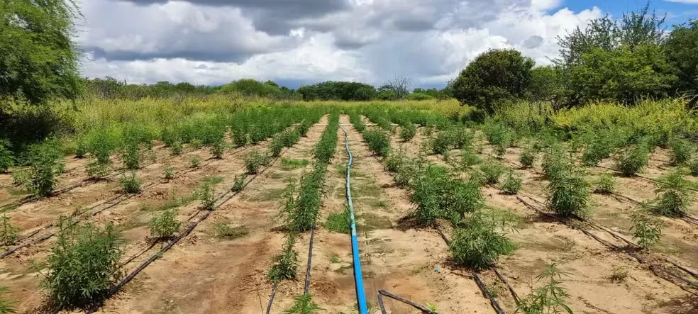 Encontrados 70 mil pés de maconha em plantação no norte da Bahia