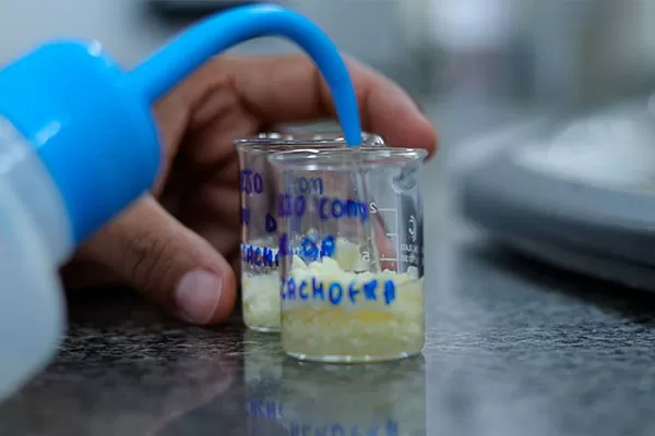 Pesquisa da Uesb desenvolve queijo a partir da flor de alcachofra