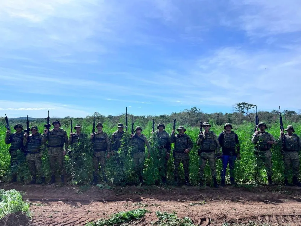 Em pouco mais de 7 meses, Forças Policiais erradicam 1 milhão de pés de maconha e ultrapassam marca de 2024