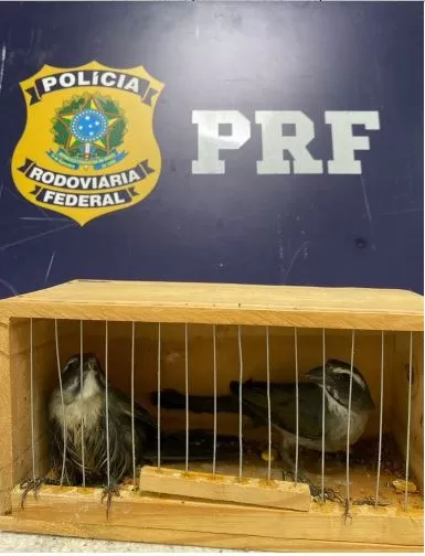 PRF flagra crime ambiental e resgata pássaros silvestres transportados irregularmente em ônibus de viagem