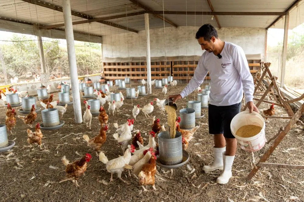 Bahia celebra Dia da Avicultura com investimentos que transformam vidas no campo