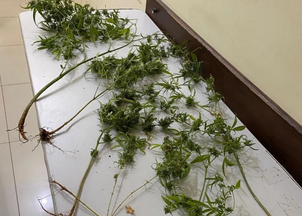 PMBA apreende pés de Maconha durante patrulha em Macaúbas