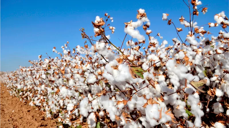 Agronegócio foi responsável por 53,4% das exportações da Bahia no primeiro trimestre de 2024