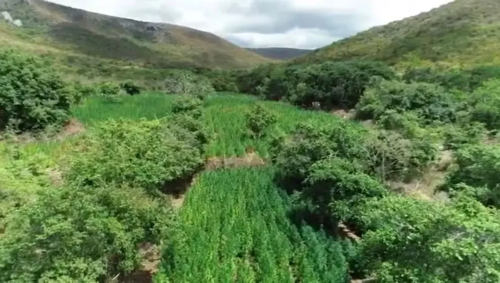 Advogado de 71 anos é preso em Salvador suspeito de ligação com fazenda de maconha em Morro do Chapéu