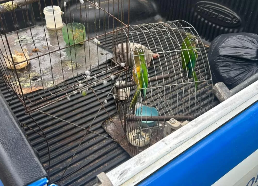 Brumado: Pai de Santo é preso em flagrante com munição e animais silvestres em operação da Polícia Civil