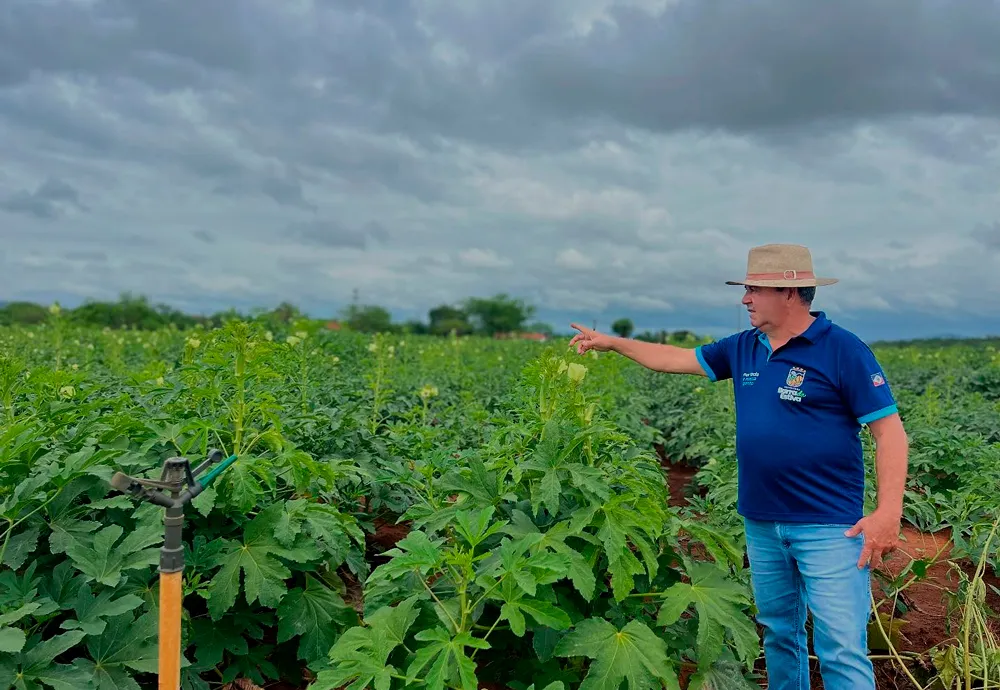 Barra da Estiva vira referência na produção de quiabo na Chapada Diamantina