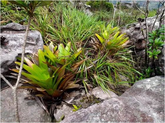 Nova espécie de Bromélia é descoberta entre os municípios de Barra da Estiva e Ituaçu