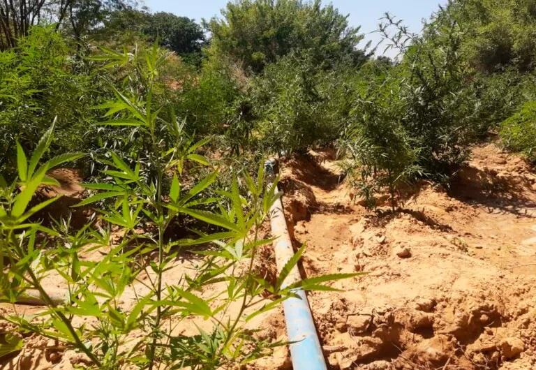 Cerca de meio milhão pés de maconha foram erradicados em 2023 pela Operação Terra Limpa