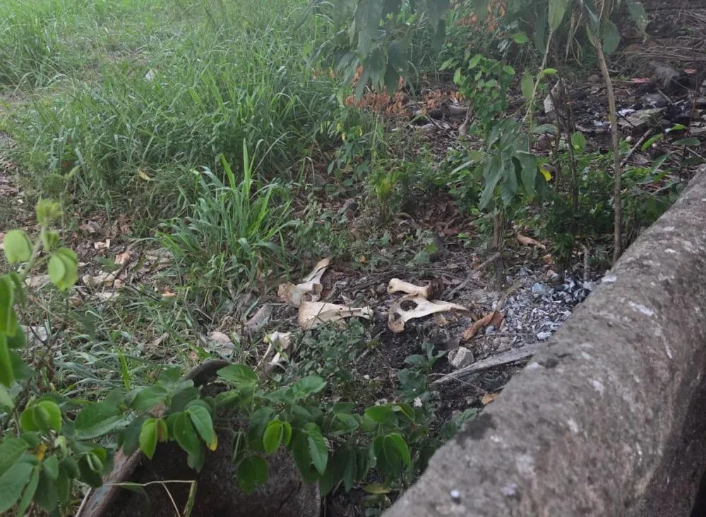 Operação Harpia desarticula esquema de furto e abate clandestino de gado no Sul e Sudoeste da Bahia