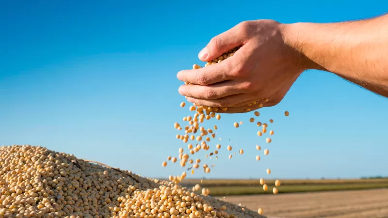 Colheita da soja no Oeste da Bahia se aproxima da metade da área plantada