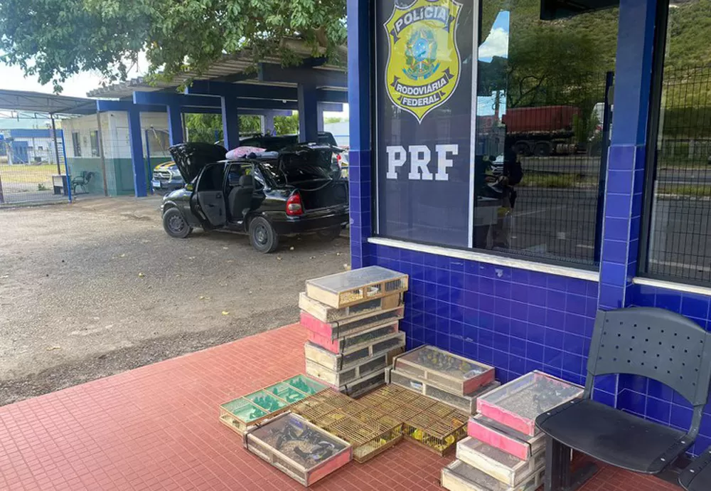 Irmãos são detidos na BR 116 transportando mais de 300 pássaros amontoados dentro de carro