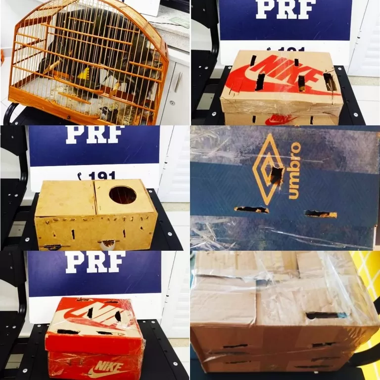 Dentro de mesmo ônibus, PRF flagra 6 passageiros transportando pássaros aprisionados em condições precárias