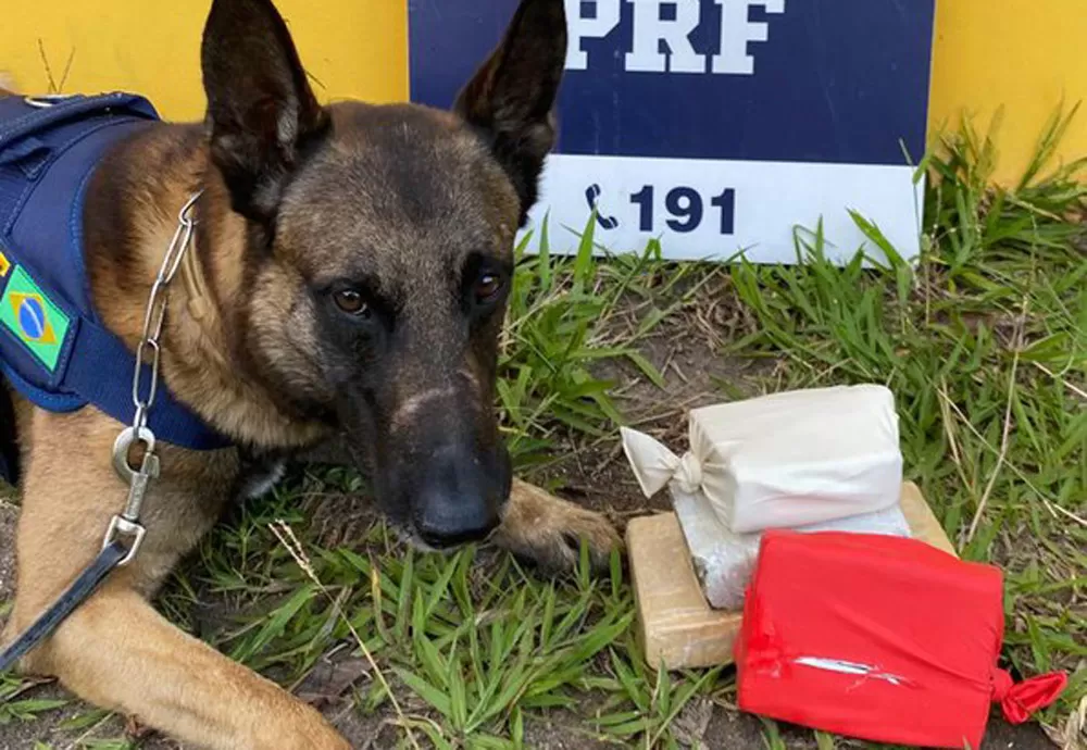 PRF apreende maconha e crack despachados em ônibus de viagem
