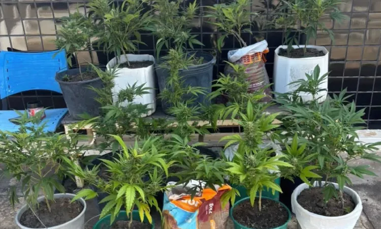 Durante buscas por veículo roubado, polícia encontra plantação de maconha em Mucugê
