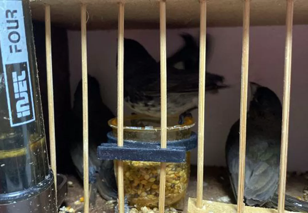 PRF flagra crime ambiental e resgata pássaros sendo transportados irregularmente dentro de mochilas de viagem