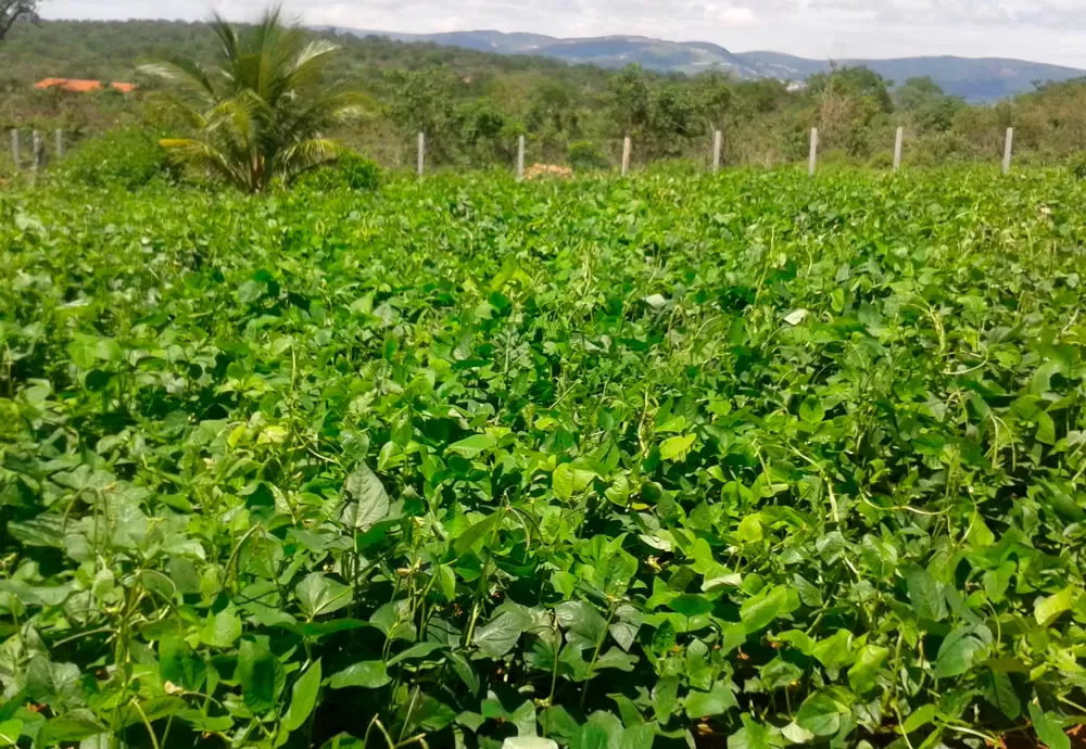 Garantia-Safra: prazo para inscrições vai até 20 de março