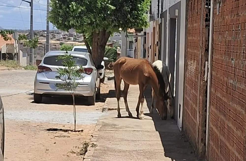 Moradores denunciam cavalos soltos em avenida do Bairro Esmeraldas, em Brumado