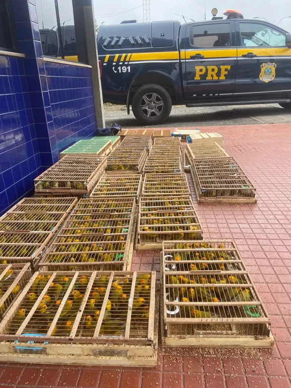 PRF apreende mais de 1.100 aves silvestres transportadas ilegalmente em Jequié