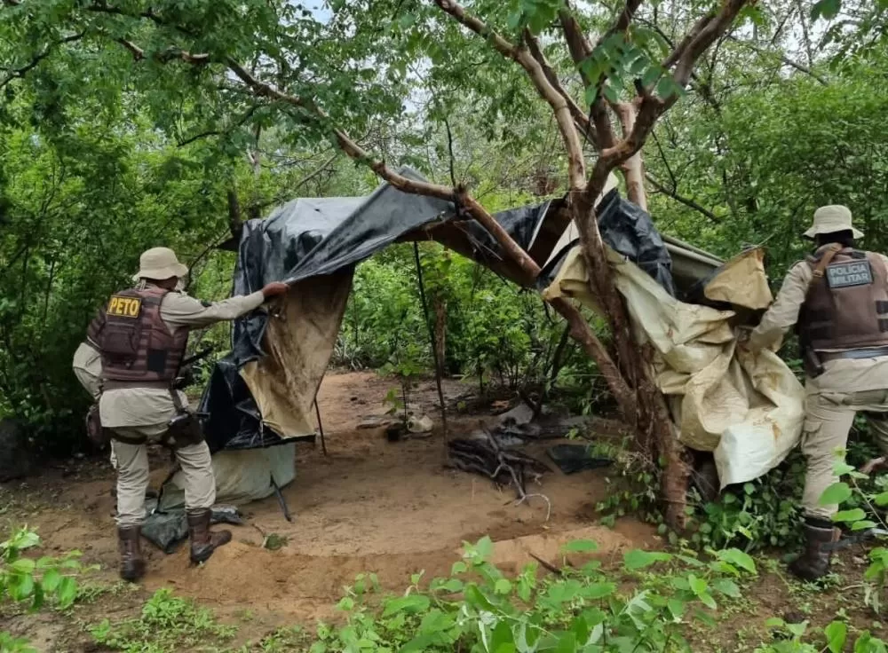Em 2022, quase um milhão de pés de maconha são erradicados na Bahia