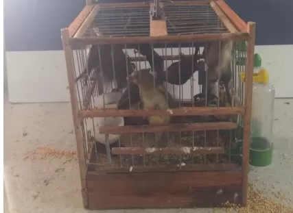 PRF resgata 17 aves silvestres em Vitória da Conquista