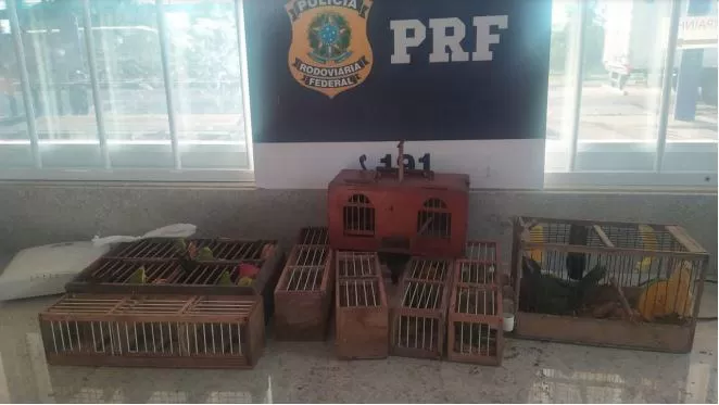 PRF resgata 14 aves silvestres dentro de ônibus na BR 116