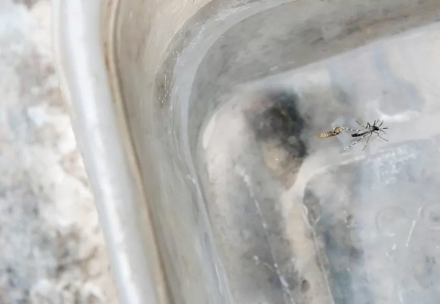 Conquista, Salvador e Feira lideram casos prováveis de Dengue na Bahia