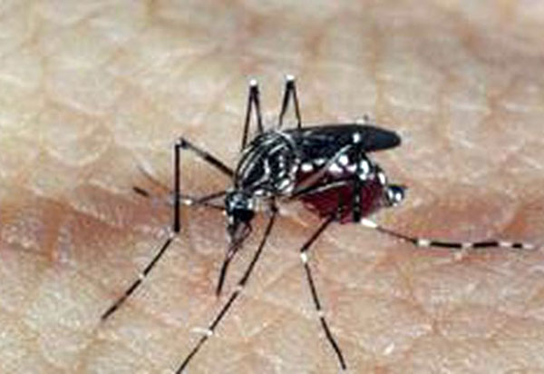 Mais de 20% dos municípios brasileiros têm risco de surto para dengue