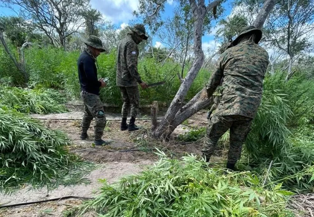 Cicom indica localização de plantações com mais de 60 mil pés de maconha