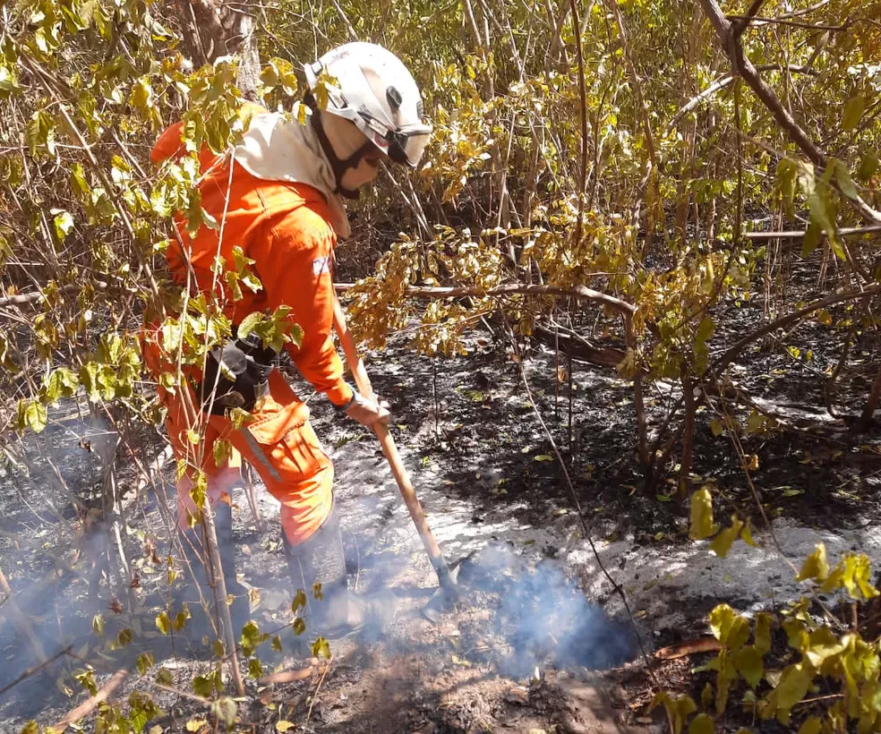 Bombeiros combatem incêndios florestais em 16 cidades da Bahia