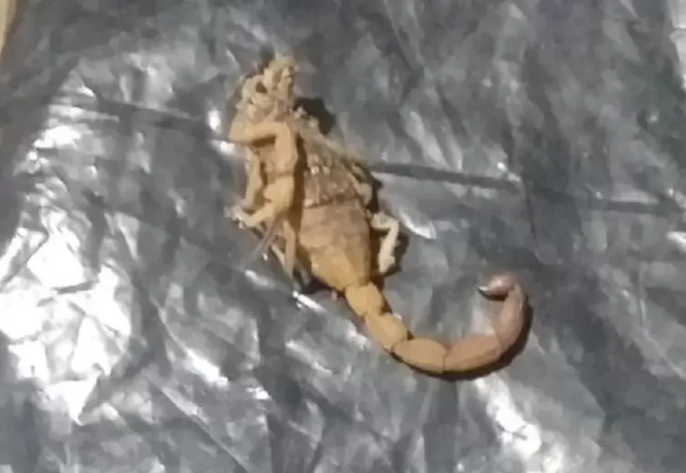 Tragédia em Ibirapuã: Bebê de 2 anos morre após suspeita de picada de escorpião