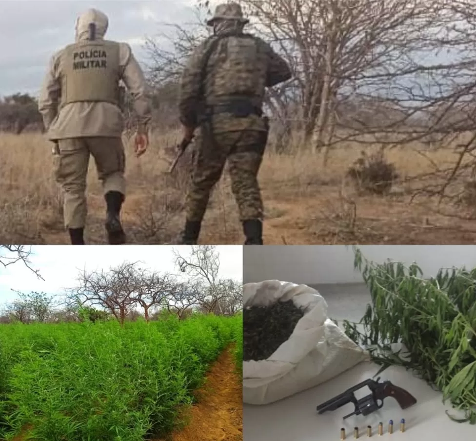 PM apreende revólver e erradica 35 mil pés de maconha