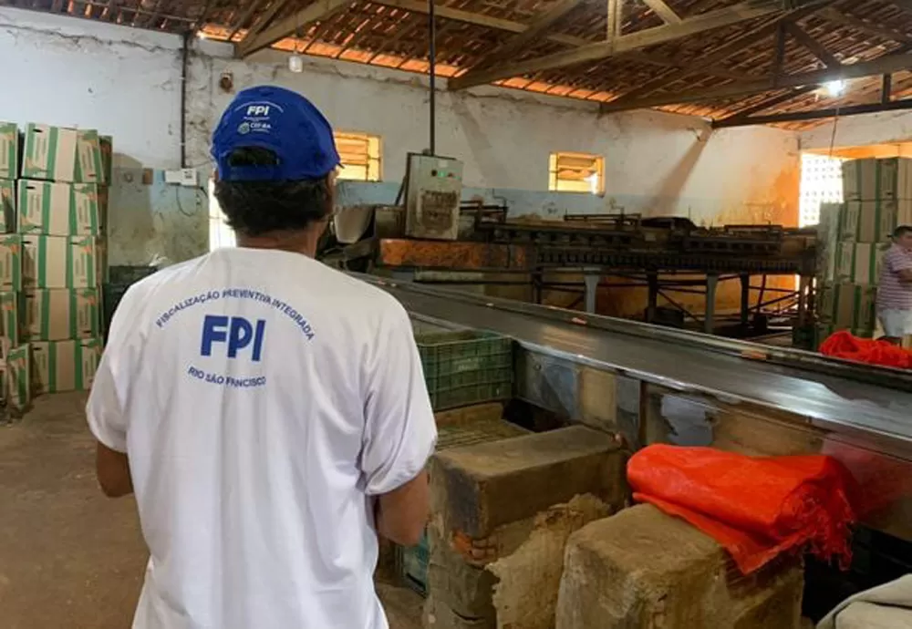 Fiscalização descobre trabalhadores em situação irregular em fazenda de beneficiamento de cenourasna Bahia