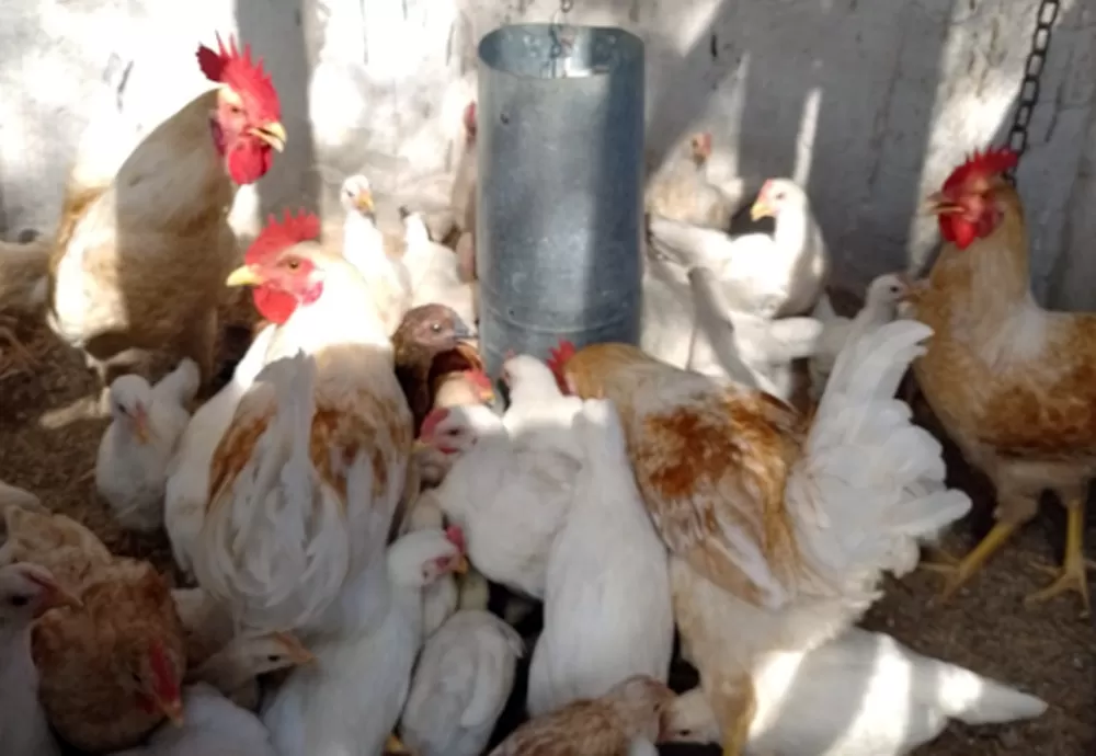 Renda Familiar cresce com avicultura sustentável em comunidade rural de Malhada de Pedras