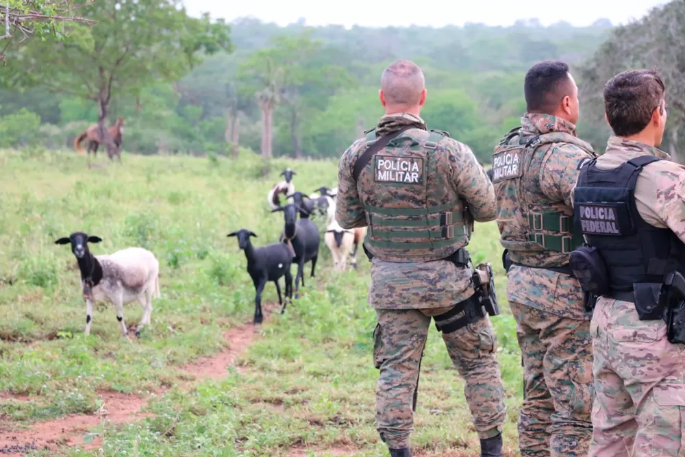 PM e PF desmontam roça de maconha em sítio usado de fachada como criação de caprinos e ovinos