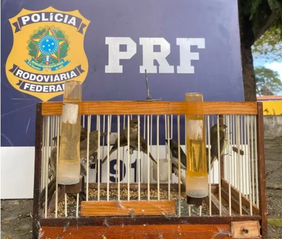 Conquista: PRF resgata pássaros da fauna silvestre sendo transportados de forma ilegal em ônibus na BR-116
