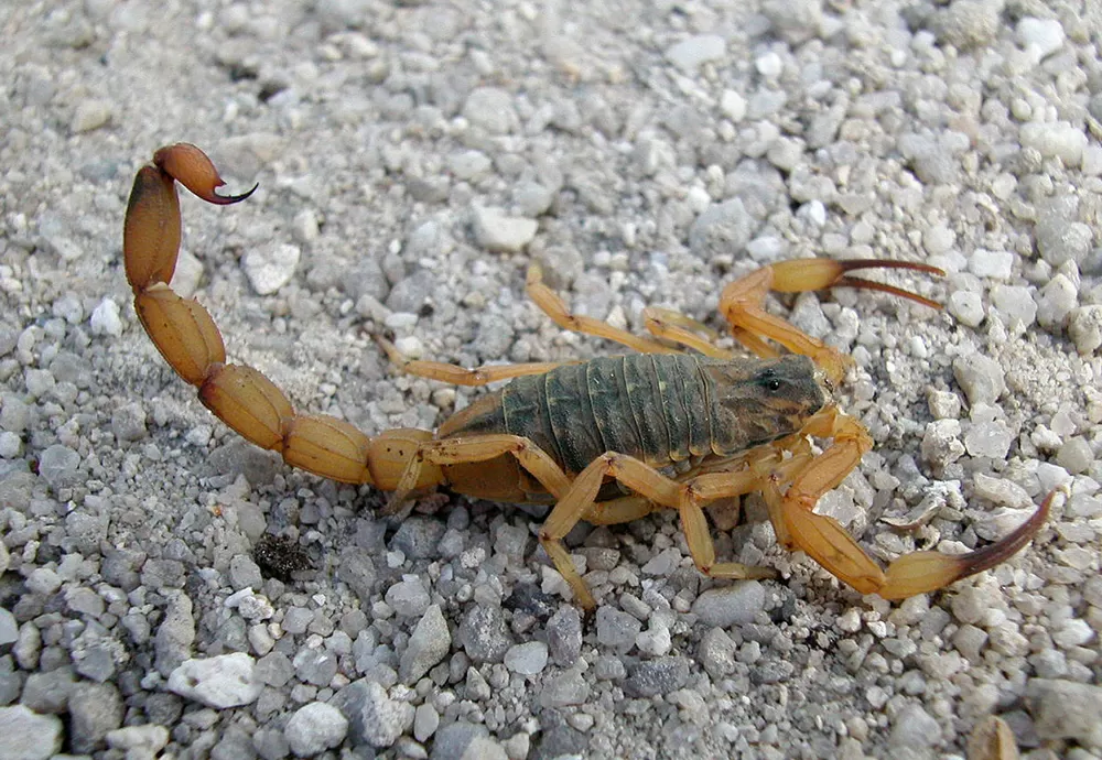 Brumado: Inicia o período de maior aparição e picada de escorpiões; Confira medidas de proteção