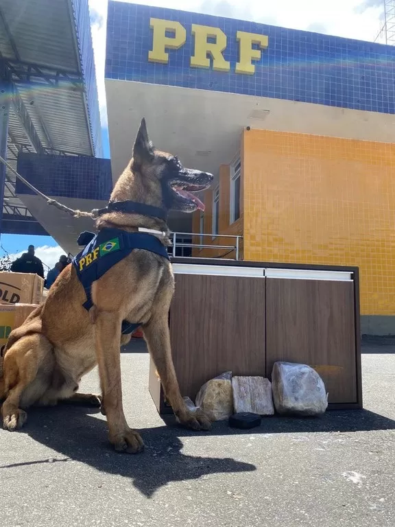 PRF intercepta supermaconha escondida em móvel durante fiscalização em ônibus interestadual na BR 116