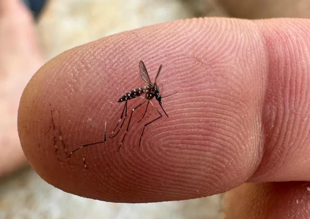 Bahia tem 265 municípios em epidemia de Dengue